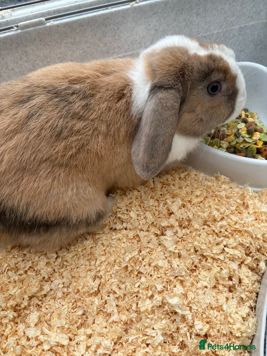 Mixed Breed rabbits for sale: Lovely Male Rabbit - Advert 1