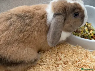 Mixed Breed rabbits Lovely Male Rabbit - Advert 2