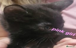 Mixed Breed cats for sale: Kittens  - Image 3