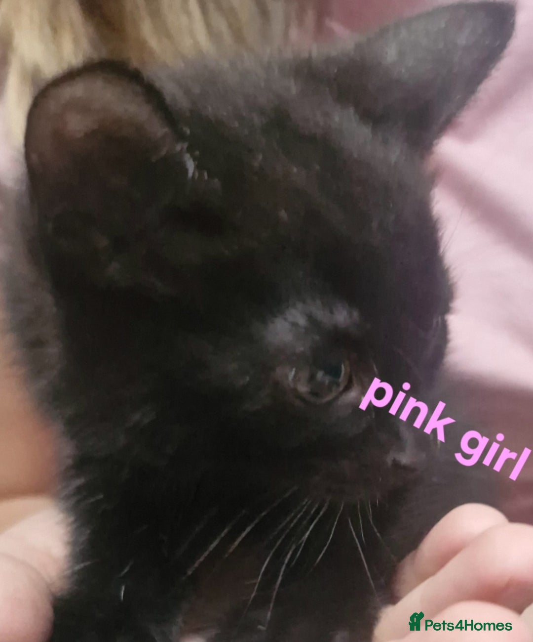 Mixed Breed cats for sale: Kittens  - Image 3