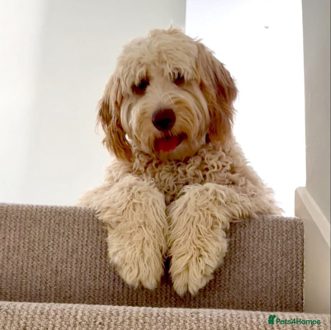Bernedoodle dogs for sale: Gentle Giant Bernedoodles - Image 3