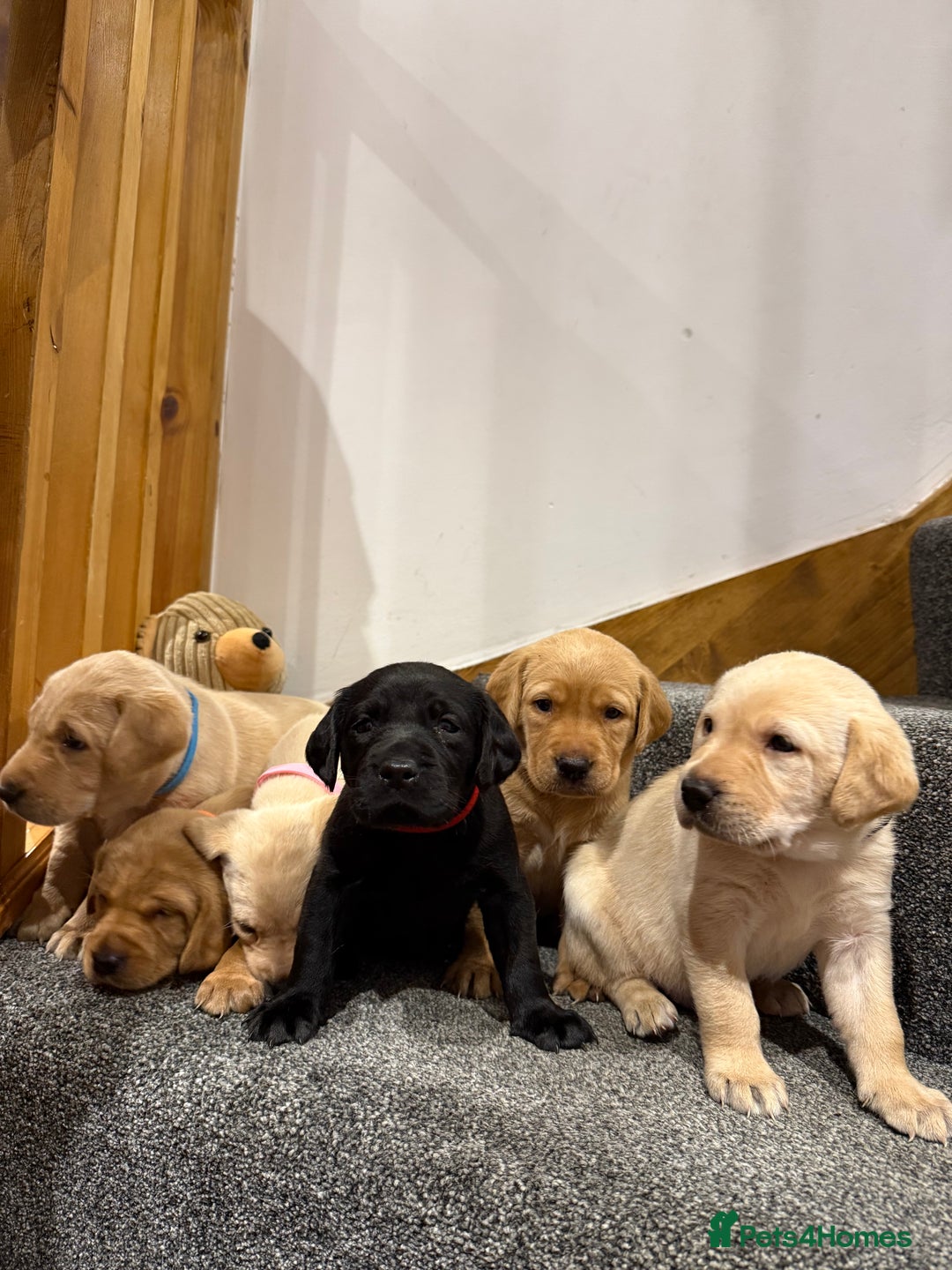 Labrador Retriever dogs for sale: Early Autumn Labrador Puppies - Image 3