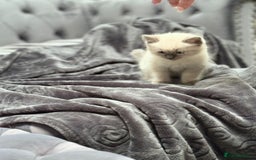 Ragdoll cats for sale: 5 beautiful blue point ragdolls - Image 3