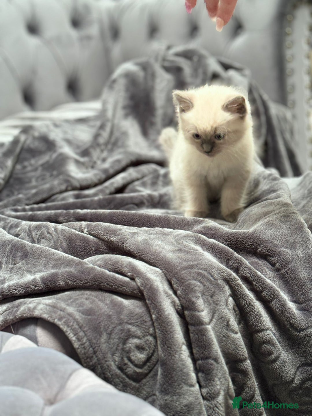 Ragdoll cats for sale: 5 beautiful blue point ragdolls - Image 3