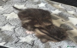 British Longhair cats for sale: One gorgeous tabby and ginger kitten - Advert 4