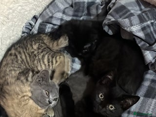 British Shorthair cats Four little kittens are looking for a loving home. - Advert 14