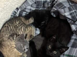 British Shorthair cats kittens are looking for a loving home.( Emergency) - Advert 14