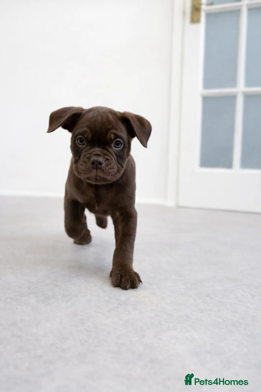 Olde English Bulldogge dogs for sale: READY TO LEAVE 3 beautiful Olde English Bulldogges - Advert 2