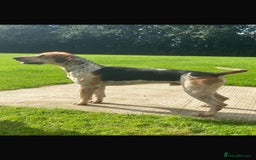 Mixed Breed dogs for sale: Foxhound/Lurcher Female Puppy - Image 1