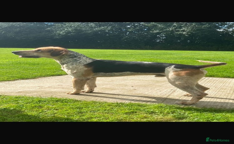Mixed Breed dogs - Advert 1