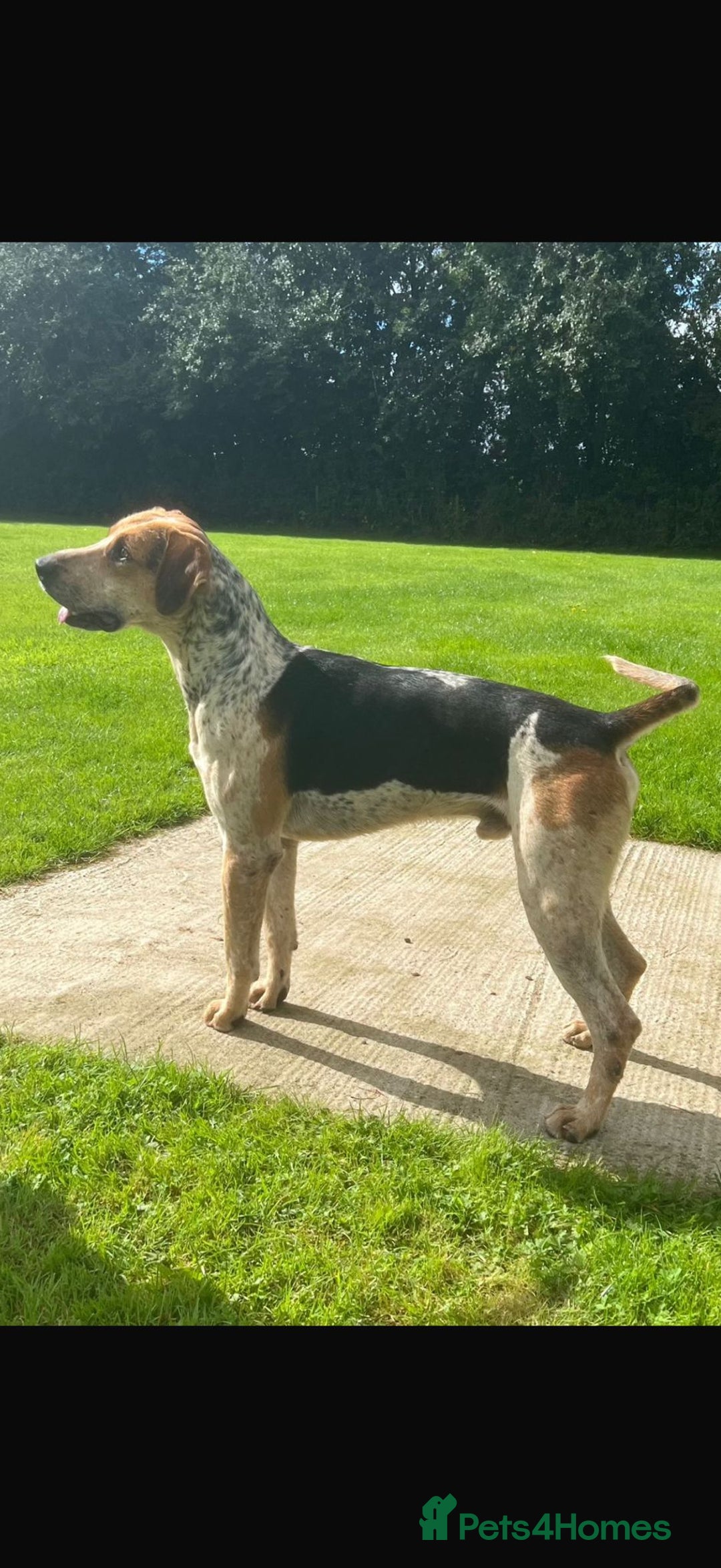 Mixed Breed dogs for sale: Foxhound/Lurcher Female Puppy - Image 1