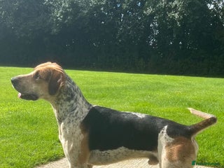 Mixed Breed dogs - Advert 2