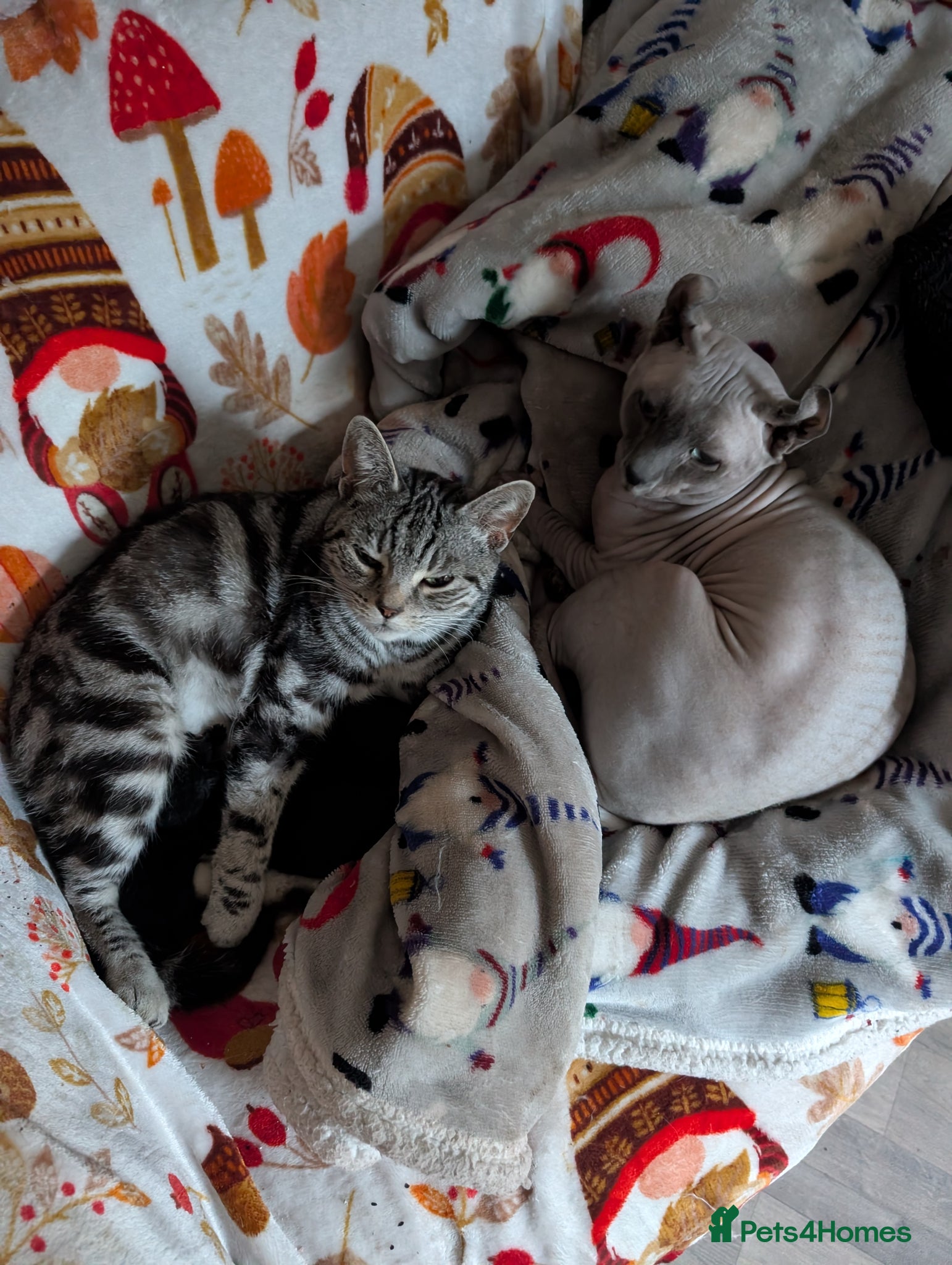 Mixed Breed cats Rare elf/BSH kittens  - Advert 3