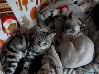 Mixed Breed cats Rare elf/BSH kittens - Advert 9