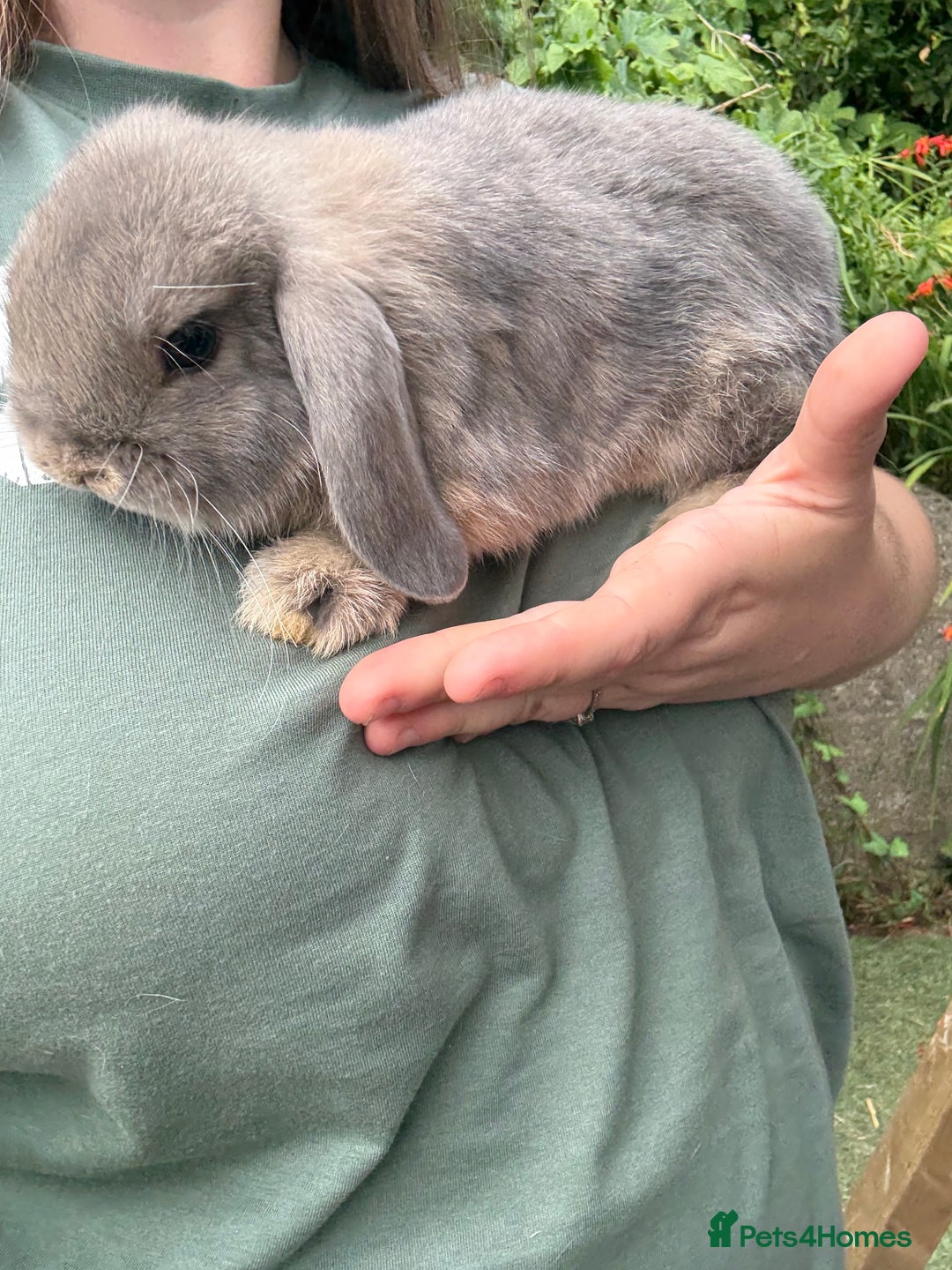 Mini Lop rabbits for sale: 3 mini lop bucks for sale  - Image 7