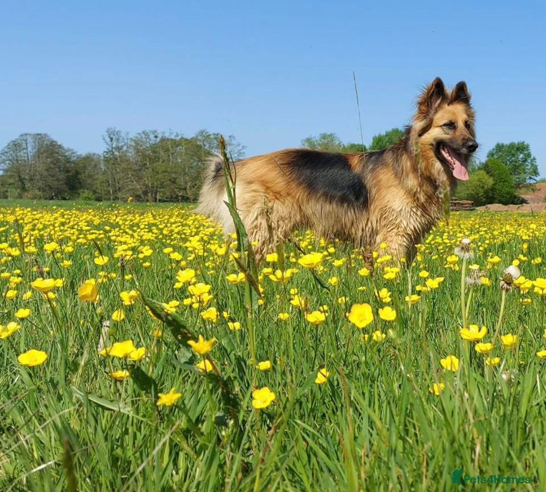 German Shepherd dogs for sale: 5yr old German shepherd  - Advert 1