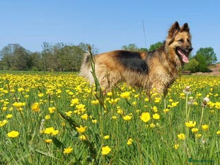German Shepherd dogs 5yr old German shepherd - Advert 1