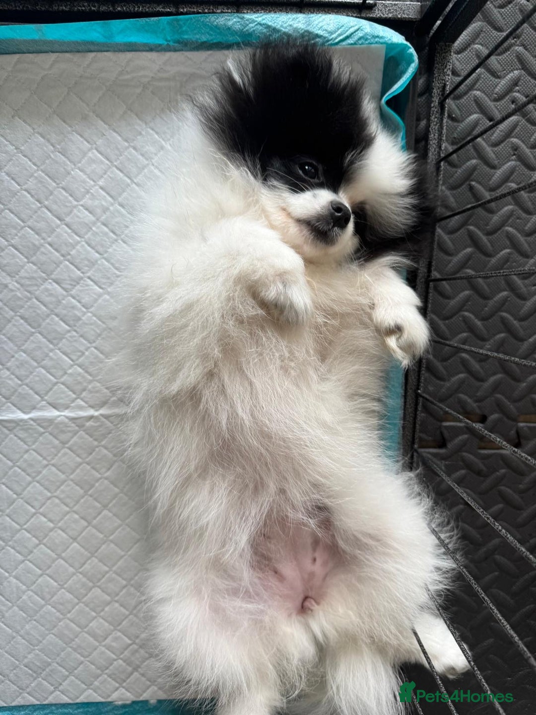 Pomeranian dogs for sale: Beautiful Panda Pom - Image 5