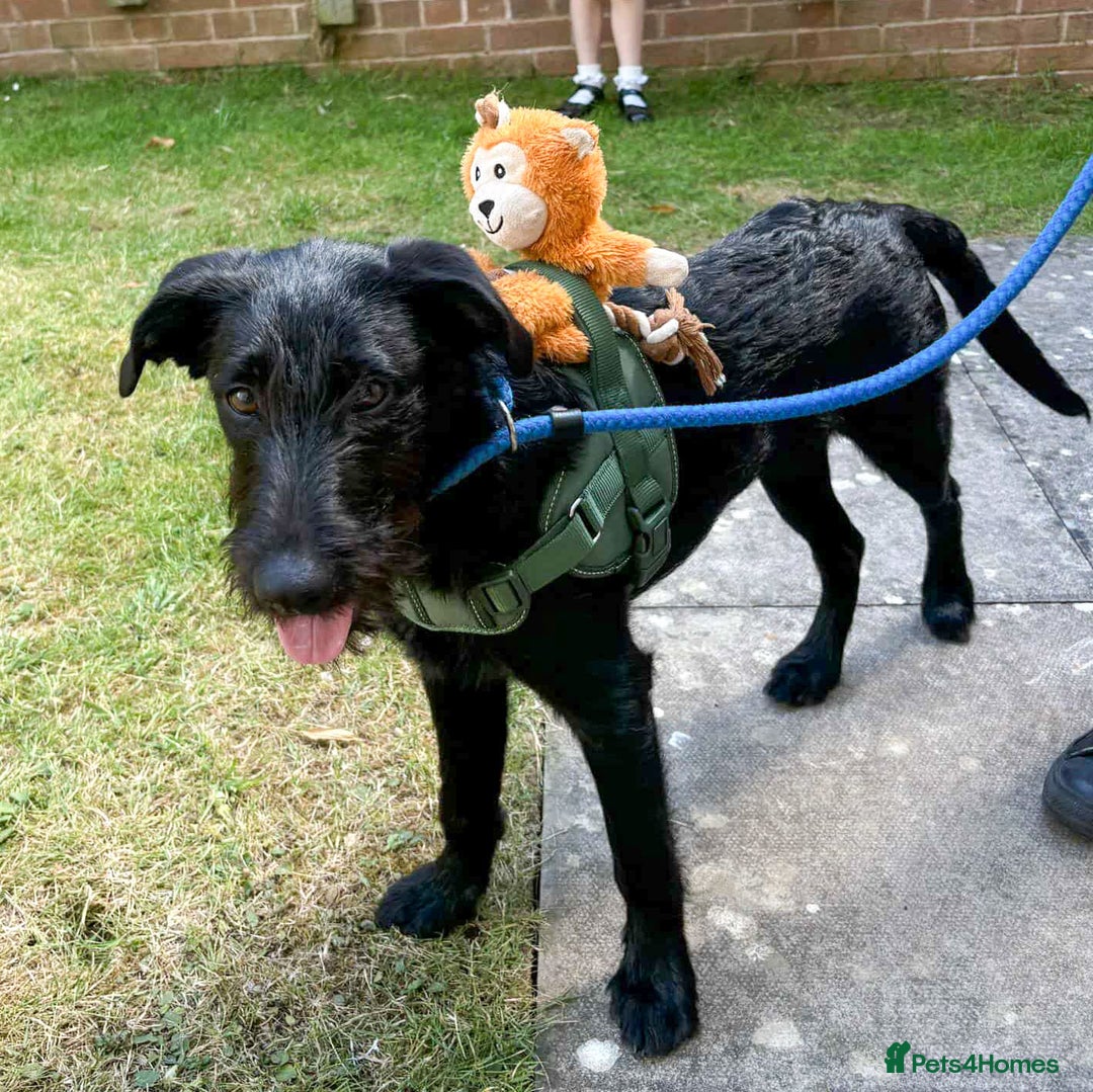 Mixed Breed dogs for adoption: DOLLY - Really Wants a Canine Buddy! - Image 8