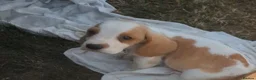 Basset Hound dogs for sale: Quality kc basset hound puppies  in Saint Austell - Advert 8