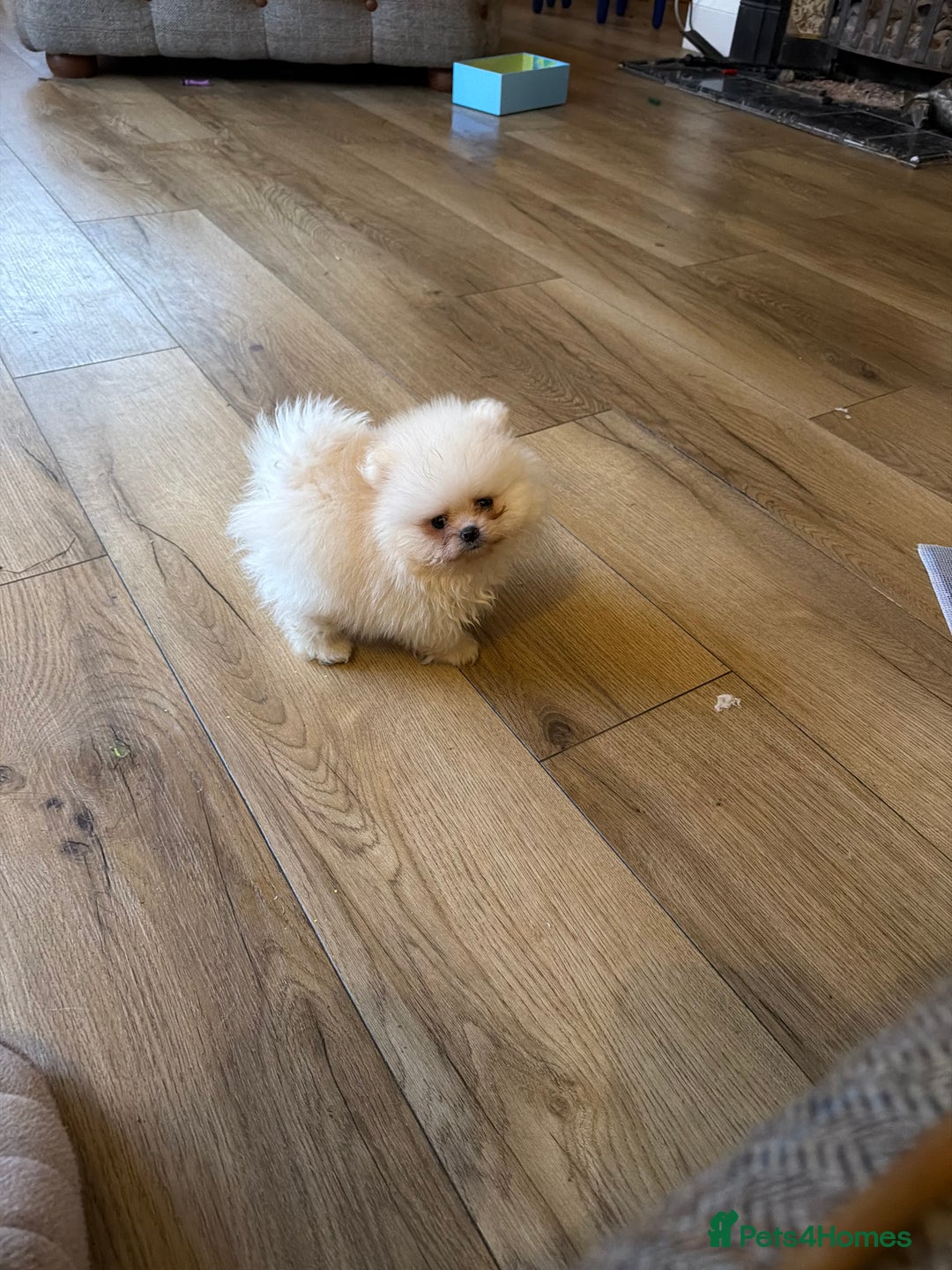 Pomeranian dogs for sale: Kc white/cream Boy Pomeranian  - Advert 8