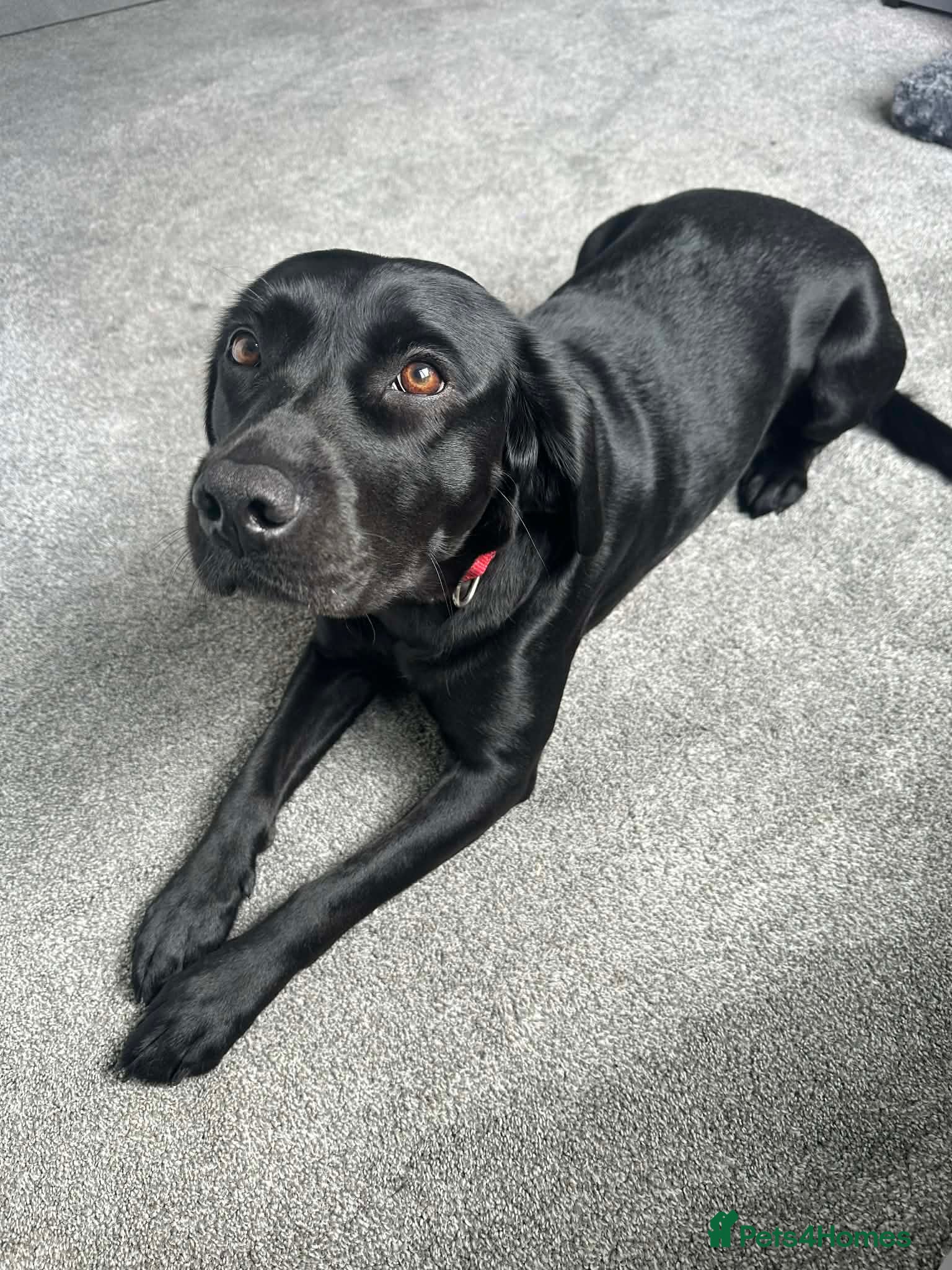 Springador dogs 3 year old Female Springador - Advert 1