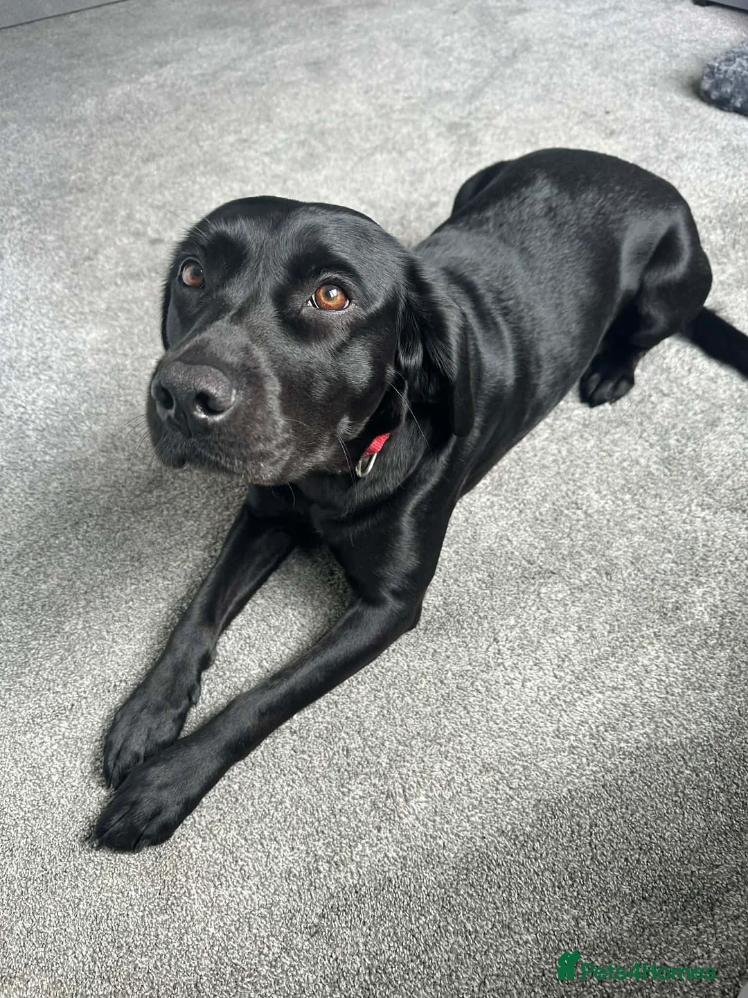 Springador dogs for sale: 3 year old Female Springador - Advert 1