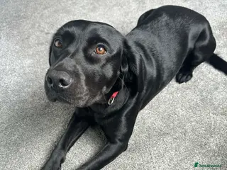 Springador dogs 3 year old Female Springador - Advert 1