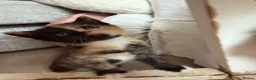 Mixed Breed cats for sale: Calico Beautiful-Mum Siamese Dad Ragdoll Bengal  - Advert 26