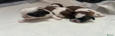 Shih Tzu Puppy 2
