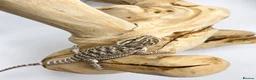 Bearded Dragon reptiles for sale: Bearded Dragon Hatchlings – Black Country Dragons - Advert 3