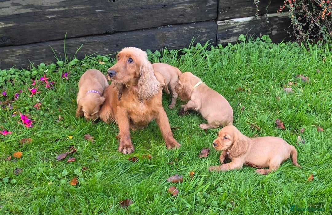 Cocker Spaniel dogs for sale: *Show Type* Cocker Spaniel Puppies  - Image 2
