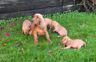 Cocker Spaniel dogs - Advert 12