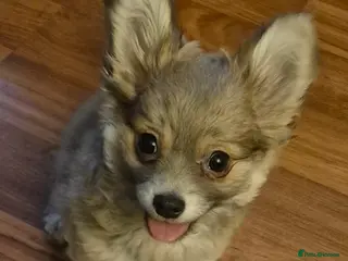 Chihuahua dogs Gorgeous Pedigree Chi Boy - Advert 9