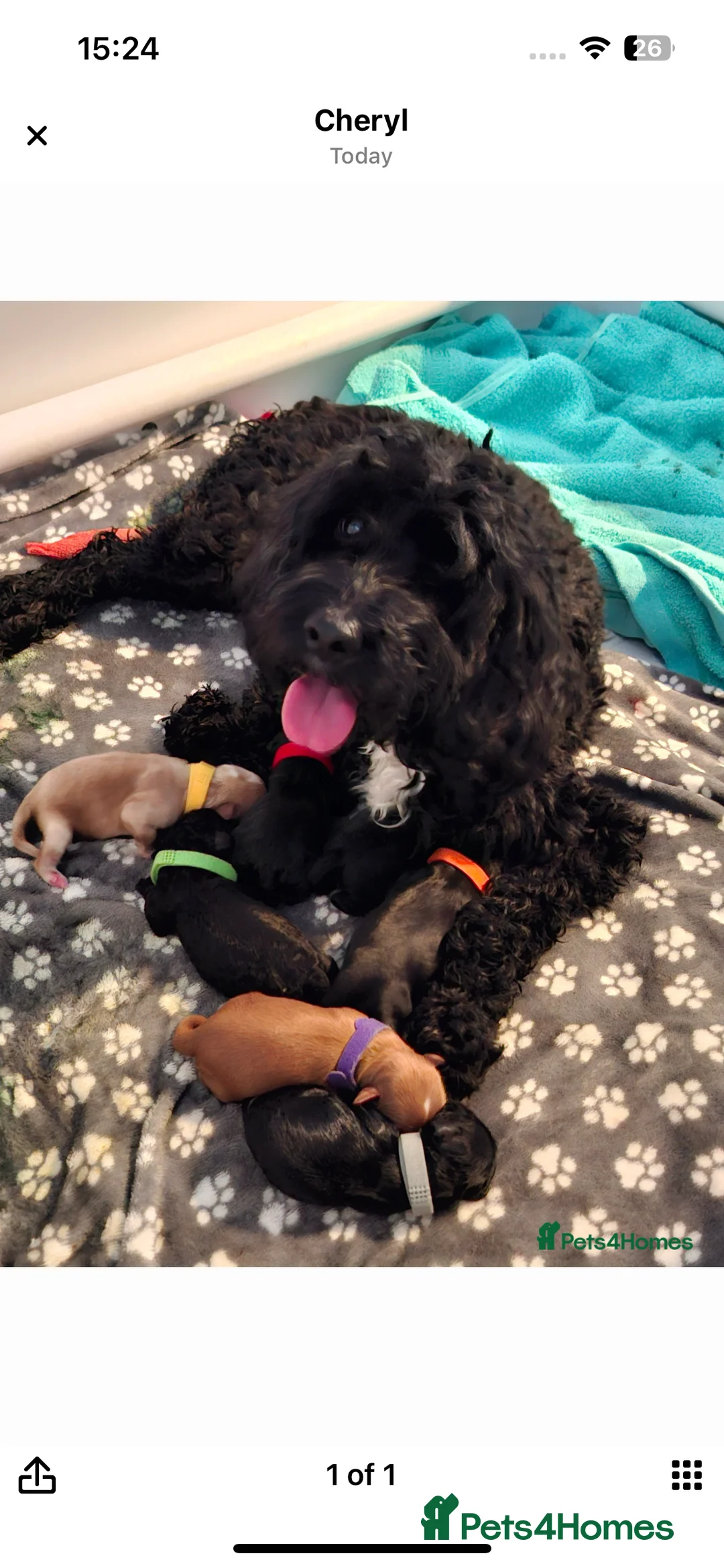 Cockapoo dogs for stud: Chester our F1 Proven cockapoo in Barnsley - Advert 13