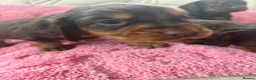 Cocker Spaniel dogs for sale: Beautiful working cockers  - Advert 4