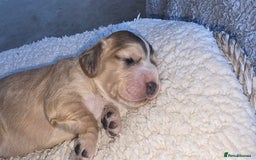 Cocker Spaniel dogs for sale: KC Registered Cocker Spaniels ready for Christmas - Image 11