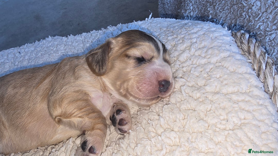 Cocker Spaniel dogs for sale: KC Registered Cocker Spaniels ready for Christmas - Image 11