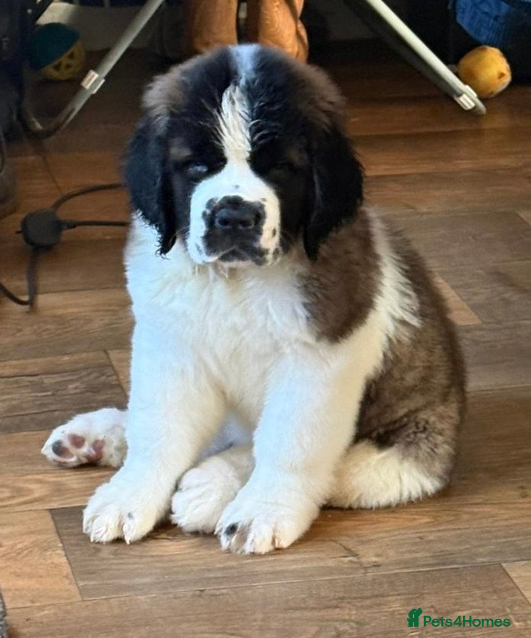 Saint Bernard dogs for sale: Stunning Female Saint Bernard puppy Kc reg - Image 1