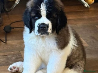 Saint Bernard dogs - Advert 7