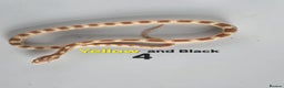 Corn Snake reptiles for sale: Baby Cornsnakes  - Advert 29