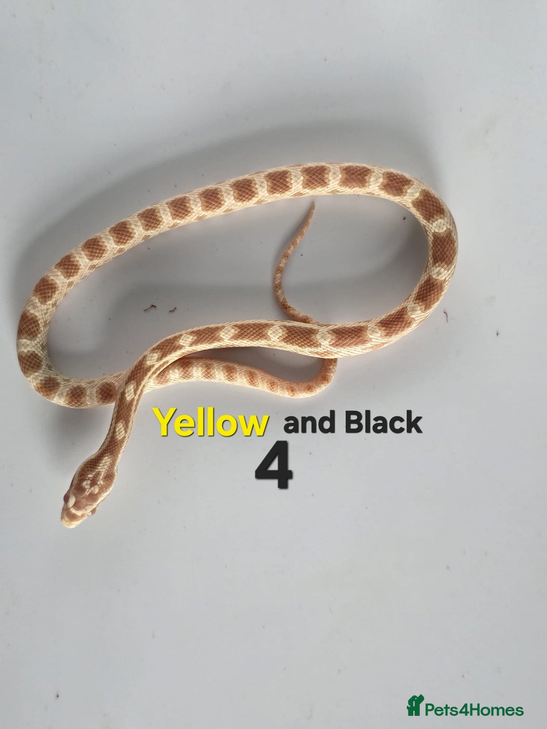 Corn Snake reptiles for sale: Baby Cornsnakes  - Advert 29