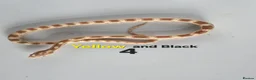 Corn Snake reptiles for sale: Baby Cornsnakes  - Advert 24