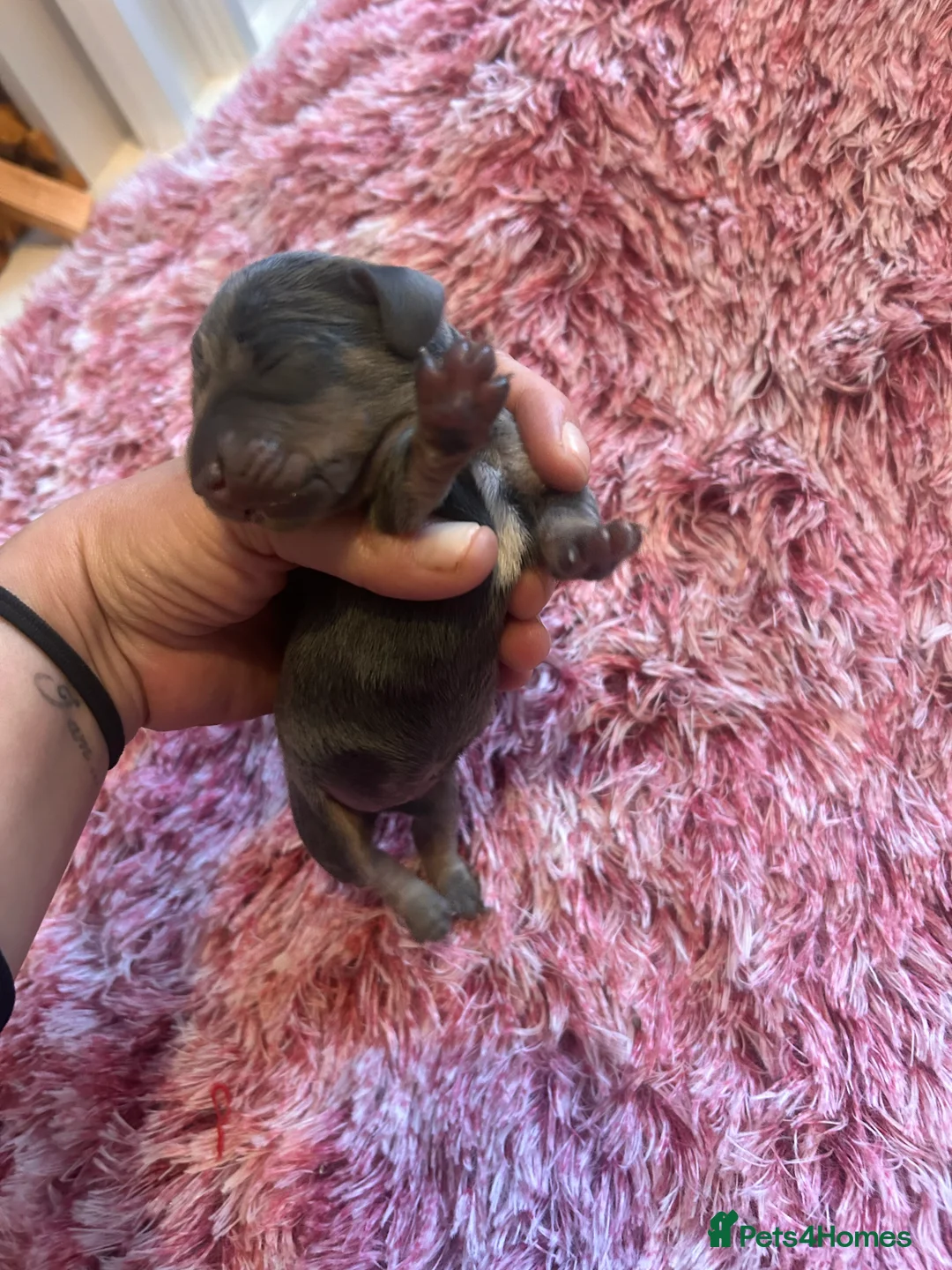 Miniature Dachshund dogs for sale: Stunning Dapple miniature dachshunds  - Advert 4
