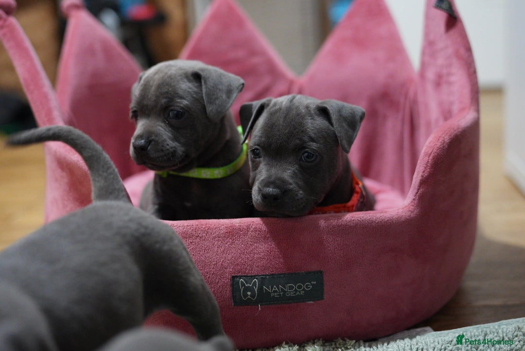 Staffordshire Bull Terrier dogs for sale: Ready now! Stunning Staffy Puppies 🐶 - Advert 9