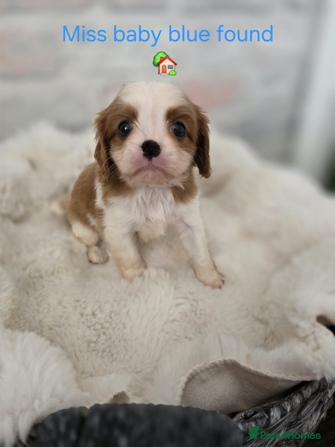 Cavalier King Charles Spaniel dogs for sale: Health tested, insured blenhiem CKCS puppies - Advert 9