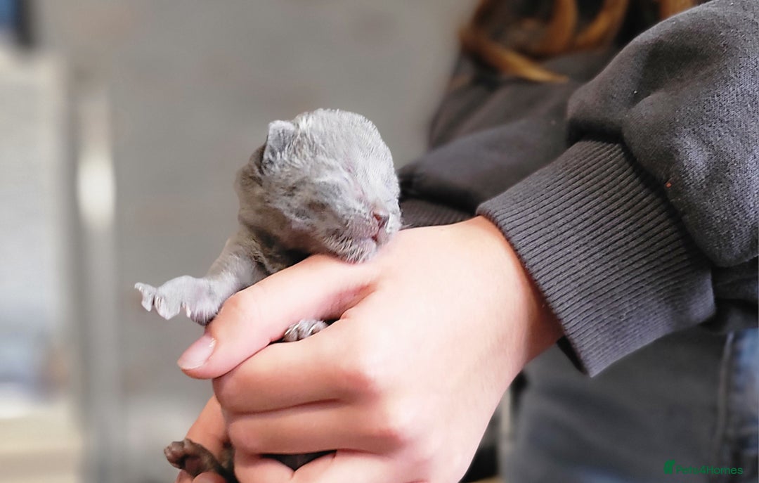 Russian Blue cats for sale: Pure Russian Blue kittens for sale  - Image 9