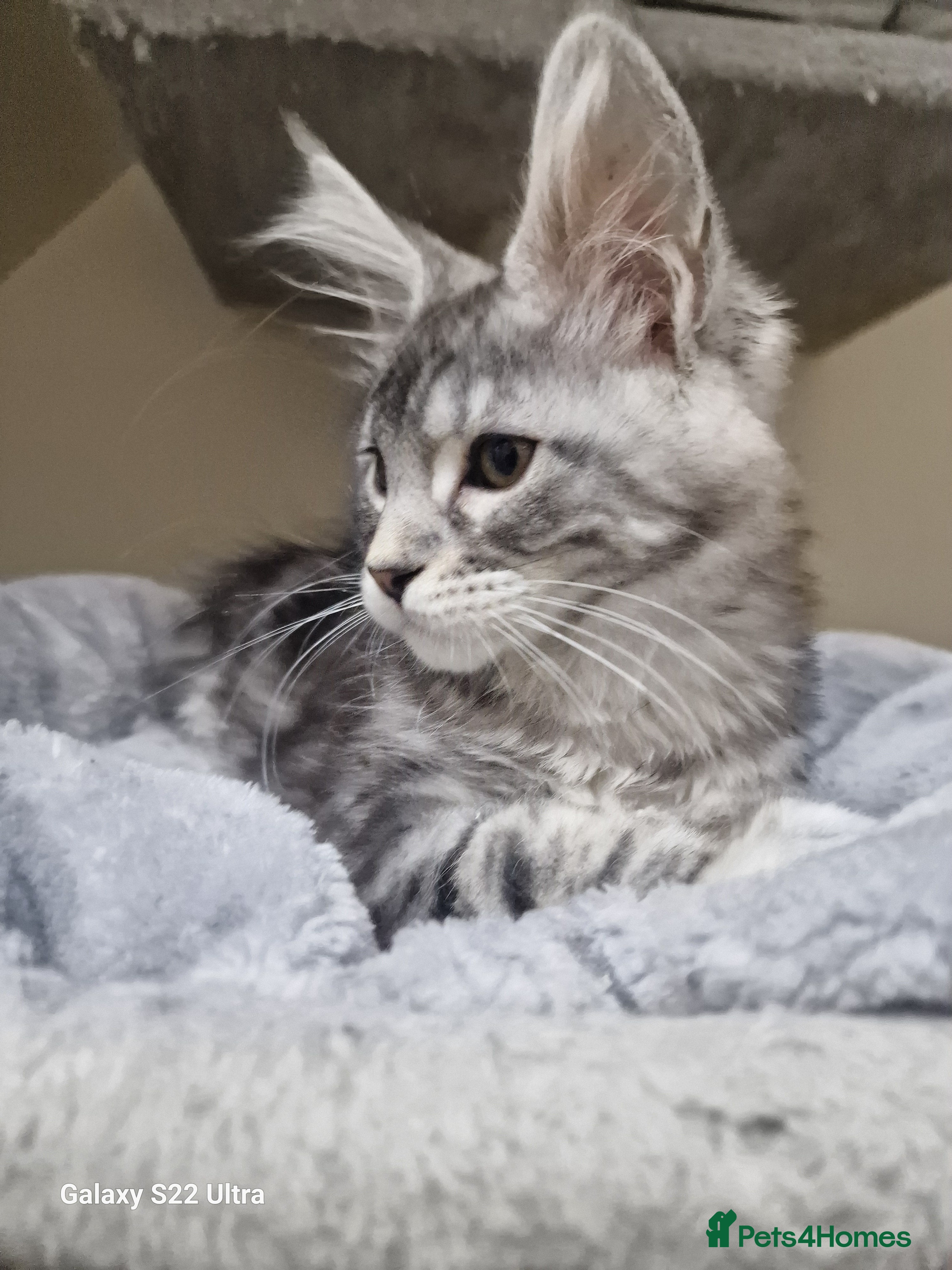 Maine Coon cats  Kittens – Licensed Fenikscoon Cattery (UK) 🐾 - Advert 16