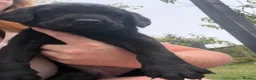 Labrador Retriever dogs for sale: ✨beautiful chunky pedigree Labradors✨ - Advert 14