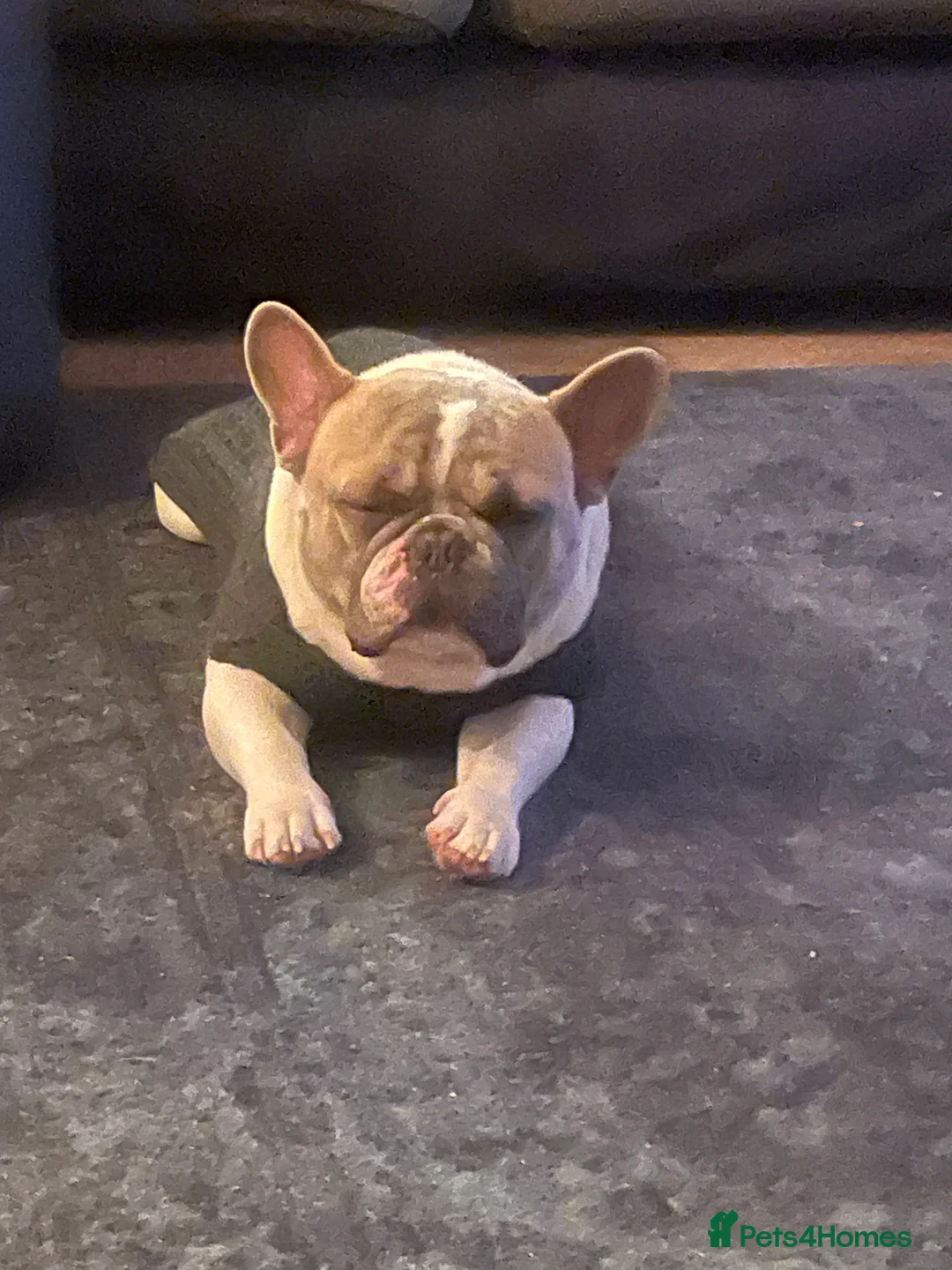 French Bulldog dogs for stud: Our beautiful boy Herbie - Advert 3